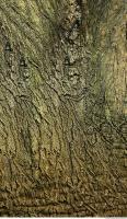 wood tree bark 0006